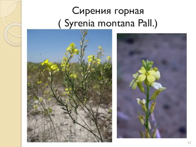 Сирения горная ( Syrenia montana Pall.)