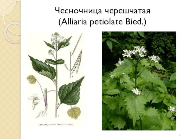 Чесночница черешчатая (Alliaria petiolate Bied.)