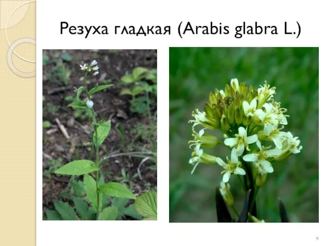 Резуха гладкая (Arabis glabra L.)