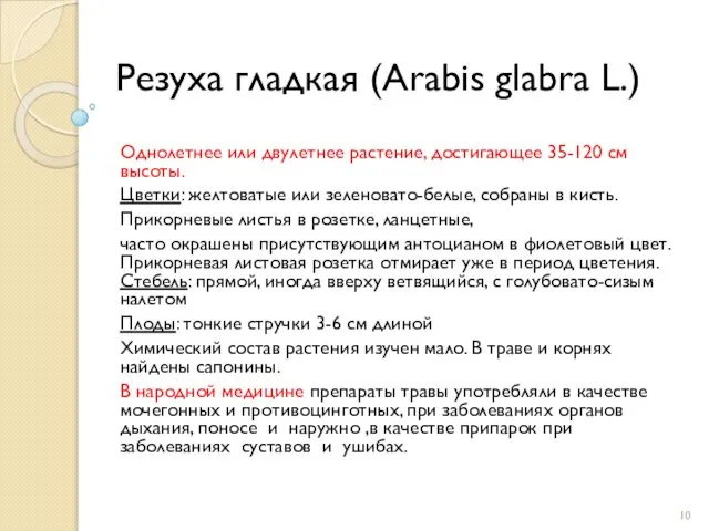 Резуха гладкая (Arabis glabra L.) Однолетнее или двулетнее растение, достигающее 35-120