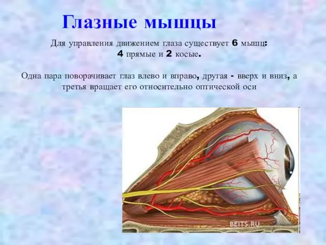 Глазные мышцы Для управления движением глаза существует 6 мышц: 4 прямые