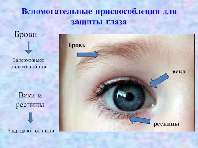 Вспомогательные приспособления для защиты глаза бровь веко ресницы Брови Задерживают стекающий