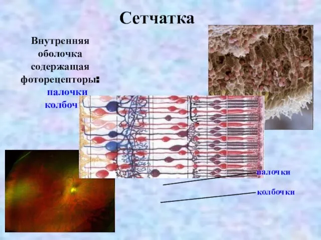 Сетчатка Внутренняя оболочка содержащая фоторецепторы: палочки колбочки палочки колбочки