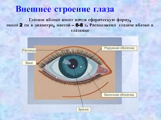 Внешнее строение глаза Глазное яблоко имеет почти сферическую форму, около 2