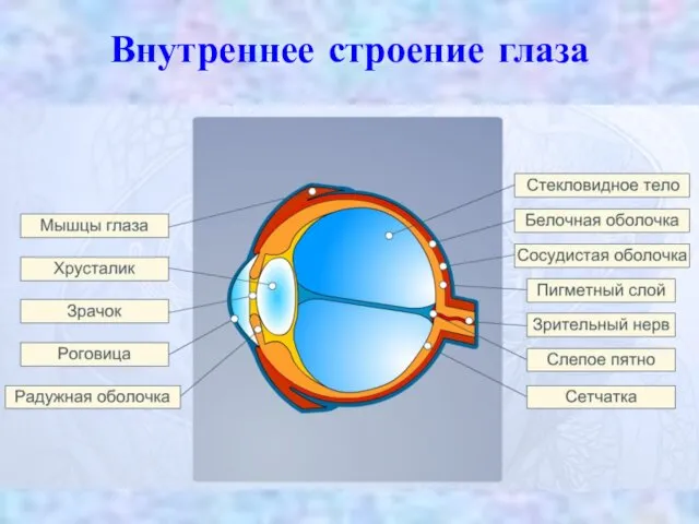 Внутреннее строение глаза