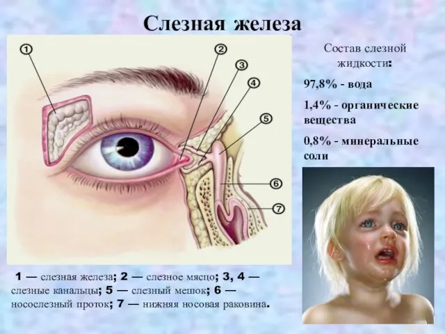 Слезная железа 1 — слезная железа; 2 — слезное мясцо; 3,