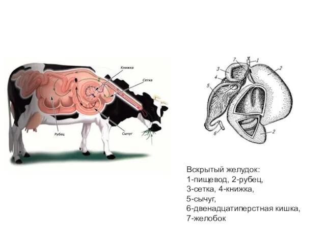 Вскрытый желудок: 1-пищевод, 2-рубец, 3-сетка, 4-книжка, 5-сычуг, 6-двенадцатиперстная кишка, 7-желобок