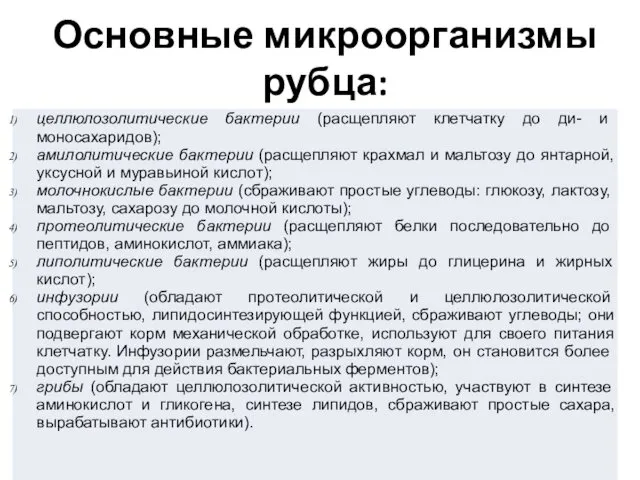 Основные микроорганизмы рубца: