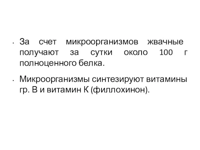 За счет микроорганизмов жвачные получают за сутки около 100 г полноценного