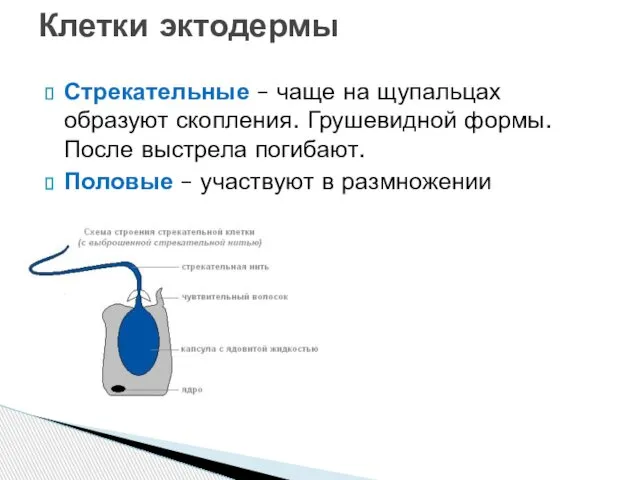 Стрекательные – чаще на щупальцах образуют скопления. Грушевидной формы. После выстрела