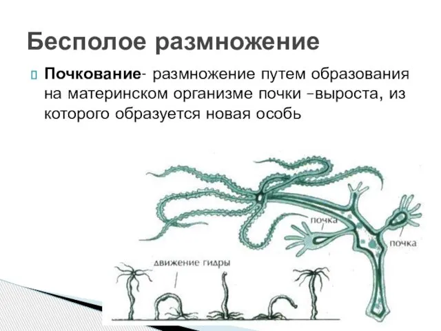 Почкование- размножение путем образования на материнском организме почки –выроста, из которого образуется новая особь Бесполое размножение