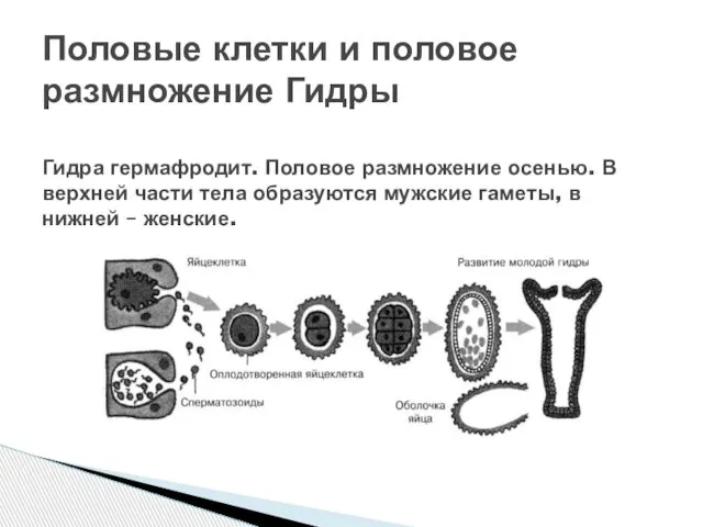 Половые клетки и половое размножение Гидры Гидра гермафродит. Половое размножение осенью.