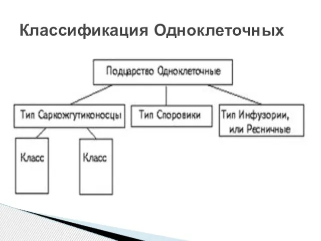 Классификация Одноклеточных