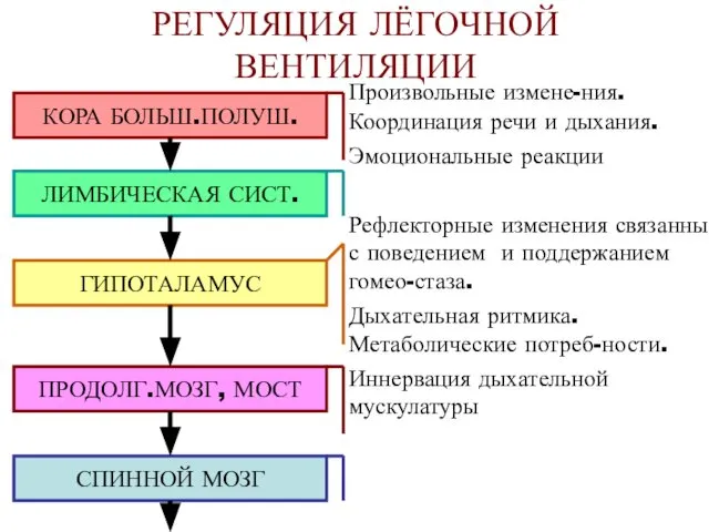 РЕГУЛЯЦИЯ ЛЁГОЧНОЙ ВЕНТИЛЯЦИИ Произвольные измене-ния. Координация речи и дыхания. Эмоциональные реакции