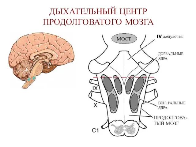 ДЫХАТЕЛЬНЫЙ ЦЕНТР ПРОДОЛГОВАТОГО МОЗГА МОСТ IV желудочек ДОРЗАЛЬНЫЕ ЯДРА ВЕНТРАЛЬНЫЕ ЯДРА ПРОДОЛГОВА- ТЫЙ МОЗГ