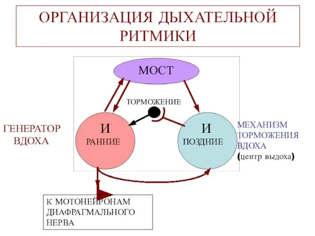 ОРГАНИЗАЦИЯ ДЫХАТЕЛЬНОЙ РИТМИКИ МОСТ И РАННИЕ И ПОЗДНИЕ ТОРМОЖЕНИЕ К МОТОНЕЙРОНАМ