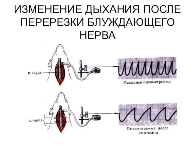 ИЗМЕНЕНИЕ ДЫХАНИЯ ПОСЛЕ ПЕРЕРЕЗКИ БЛУЖДАЮЩЕГО НЕРВА