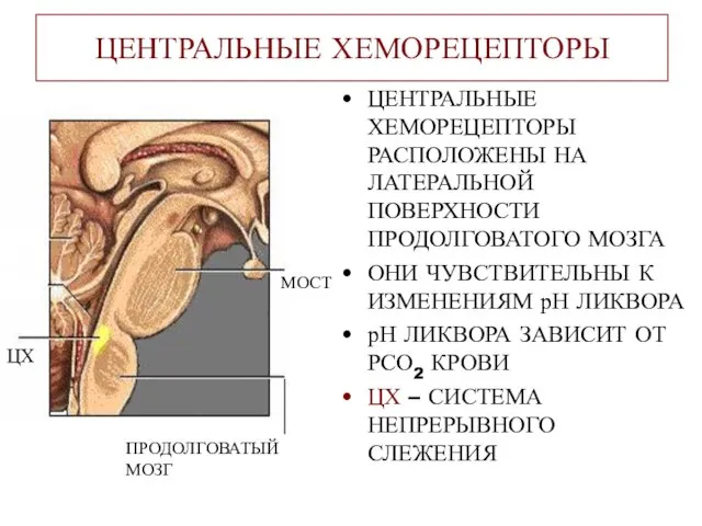 ЦЕНТРАЛЬНЫЕ ХЕМОРЕЦЕПТОРЫ ЦЕНТРАЛЬНЫЕ ХЕМОРЕЦЕПТОРЫ РАСПОЛОЖЕНЫ НА ЛАТЕРАЛЬНОЙ ПОВЕРХНОСТИ ПРОДОЛГОВАТОГО МОЗГА ОНИ