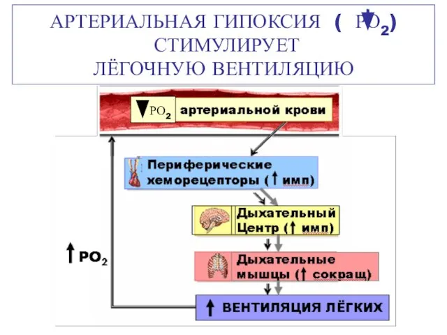 АРТЕРИАЛЬНАЯ ГИПОКСИЯ ( РО2) СТИМУЛИРУЕТ ЛЁГОЧНУЮ ВЕНТИЛЯЦИЮ РО2