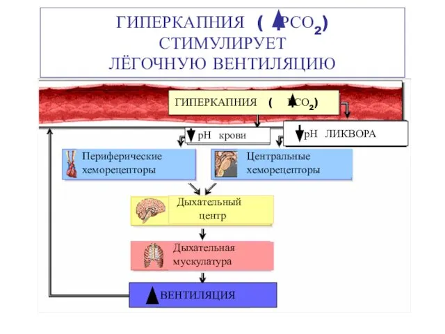 ГИПЕРКАПНИЯ ( РСО2) СТИМУЛИРУЕТ ЛЁГОЧНУЮ ВЕНТИЛЯЦИЮ ГИПЕРКАПНИЯ ( РСО2) рН крови