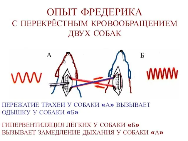 ОПЫТ ФРЕДЕРИКА С ПЕРЕКРЁСТНЫМ КРОВООБРАЩЕНИЕМ ДВУХ СОБАК ПЕРЕЖАТИЕ ТРАХЕИ У СОБАКИ