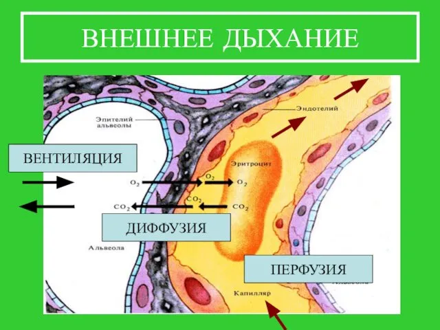 ВНЕШНЕЕ ДЫХАНИЕ ВЕНТИЛЯЦИЯ ДИФФУЗИЯ ПЕРФУЗИЯ