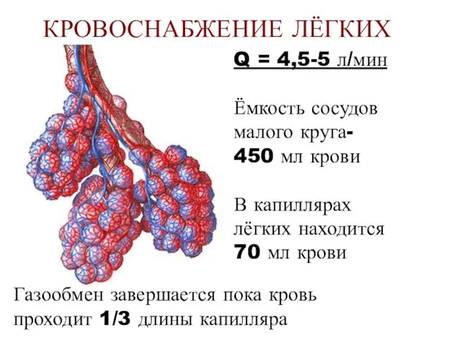 КРОВОСНАБЖЕНИЕ ЛЁГКИХ Q = 4,5-5 л/мин Ёмкость сосудов малого круга- 450