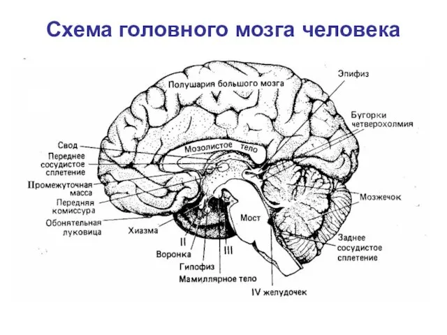 Схема головного мозга человека
