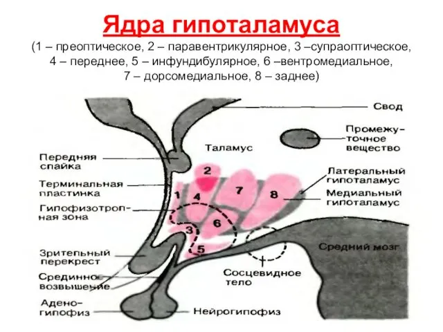 Ядра гипоталамуса (1 – преоптическое, 2 – паравентрикулярное, 3 –супраоптическое, 4