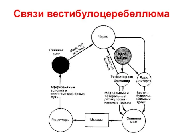 Связи вестибулоцеребеллюма