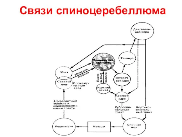 Связи спиноцеребеллюма