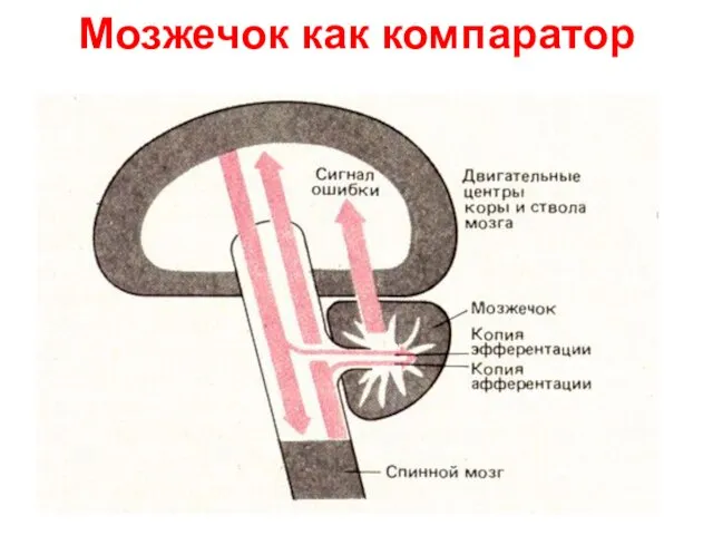 Мозжечок как компаратор