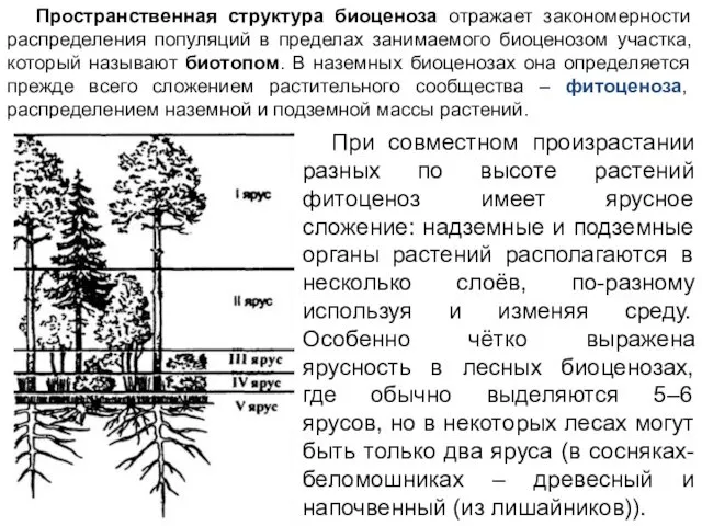 Пространственная структура биоценоза отражает закономерности распределения популяций в пределах занимаемого биоценозом