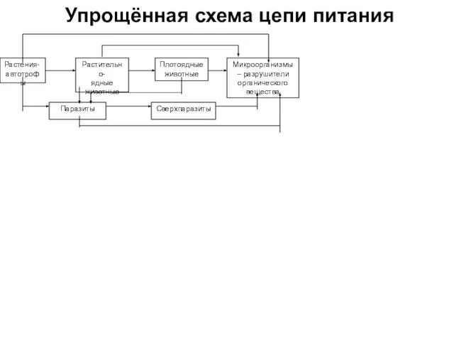 Растения- автотрофы Растительно- ядные животные Плотоядные животные Микроорганизмы – разрушители органического