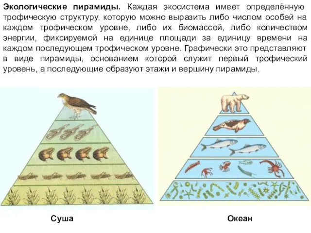 Экологические пирамиды. Каждая экосистема имеет определённую трофическую структуру, которую можно выразить