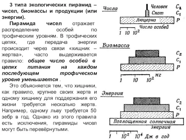 3 типа экологических пирамид – чисел, биомассы и продукции (или энергии).