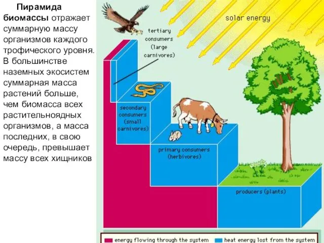 Пирамида биомассы отражает суммарную массу организмов каждого трофического уровня. В большинстве