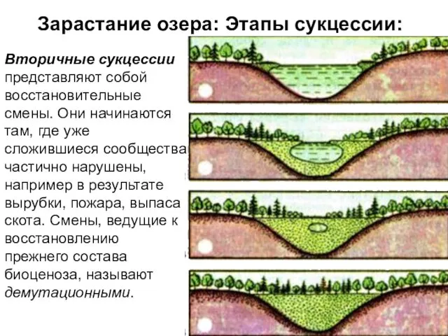 Зарастание озера: Этапы сукцессии: Вторичные сукцессии представляют собой восстановительные смены. Они