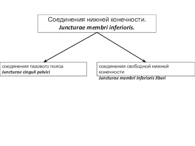 Соединения нижней конечности. Juncturae membri inferioris. соединения тазового пояса Juncturae cinguli