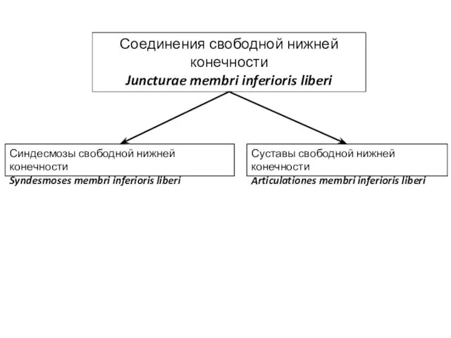 Соединения свободной нижней конечности Juncturae membri inferioris liberi Синдесмозы свободной нижней