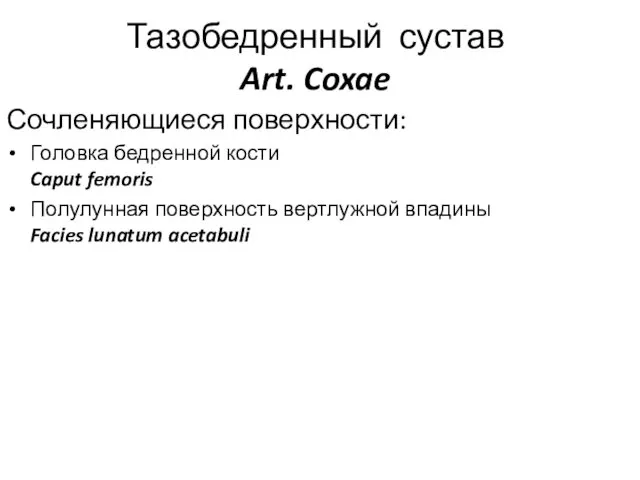 Тазобедренный сустав Art. Coxae Сочленяющиеся поверхности: Головка бедренной кости Caput femoris