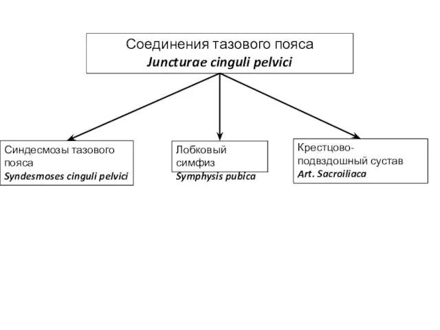 Соединения тазового пояса Juncturae cinguli pelvici Синдесмозы тазового пояса Syndesmoses cinguli