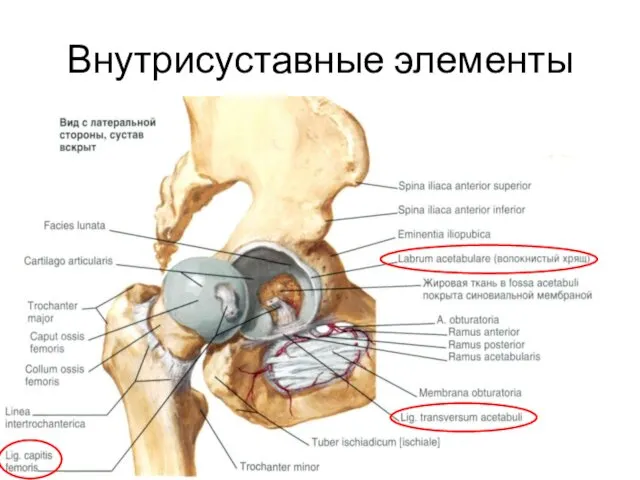 Внутрисуставные элементы