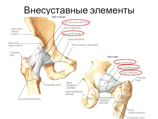 Внесуставные элементы