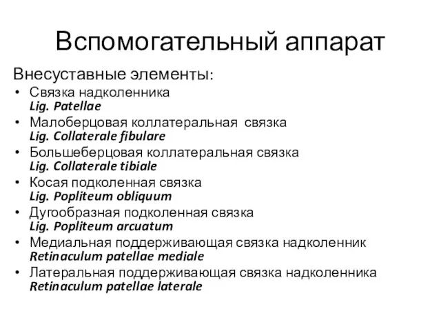 Вспомогательный аппарат Внесуставные элементы: Связка надколенника Lig. Patellae Малоберцовая коллатеральная связка