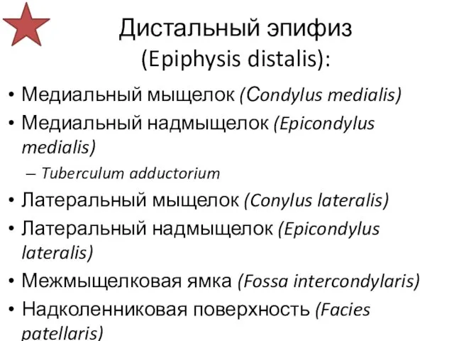 Дистальный эпифиз (Epiphysis distalis): Медиальный мыщелок (Сondylus medialis) Медиальный надмыщелок (Epicondylus