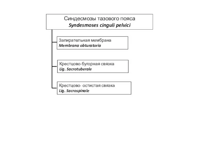 Синдесмозы тазового пояса Syndesmoses cinguli pelvici Крестцово-бугорная связка Lig. Sacrotuberale Крестцово-