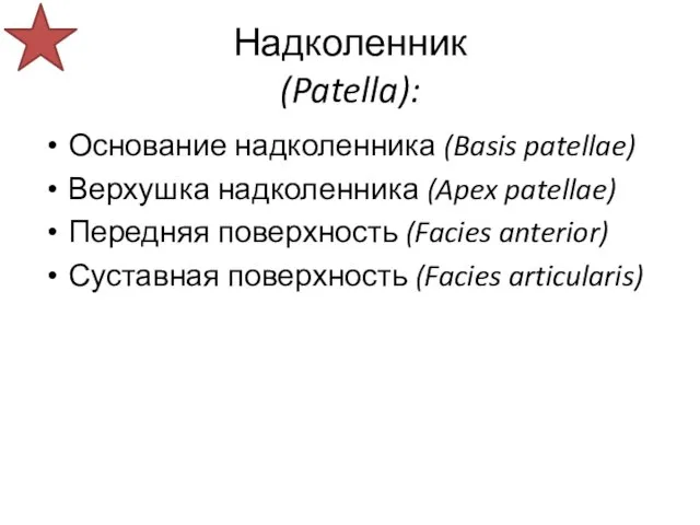 Надколенник (Patella): Основание надколенника (Basis patellae) Верхушка надколенника (Apex patellae) Передняя