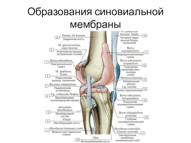 Образования синовиальной мембраны