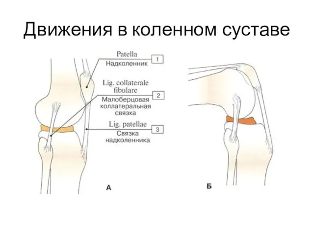 Движения в коленном суставе